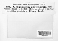 Geoglossum glutinosum image
